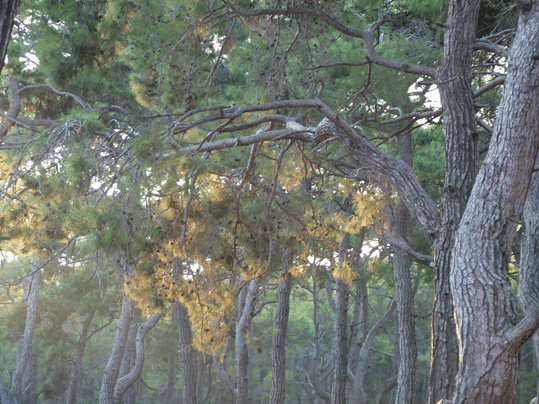 На Кавказе. Фото Тагира Булгари. 1999г.