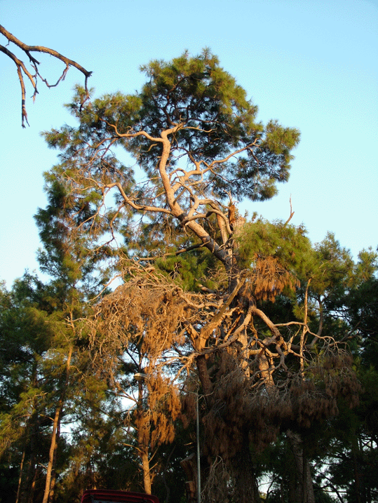 В горах Болкар. Турция. Фото Тагира Булгари. 2002г.